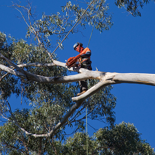 2019 06 27 Arb Aust Qualifications Review (Grid)