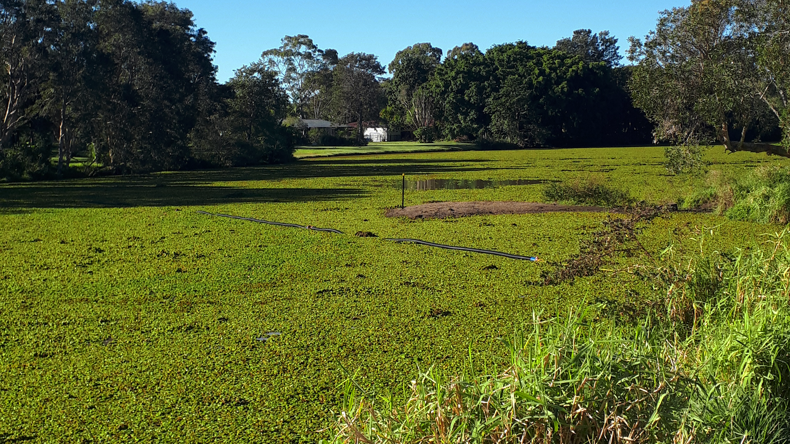 Technigro Byron Shire Lake Before 20180718 143804 (1)